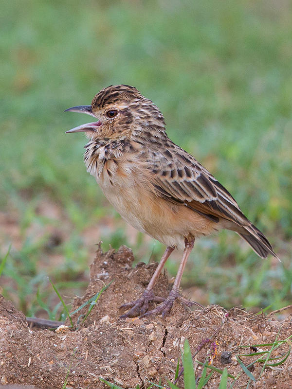 Jerdon's Bushlark     Sri Lanka 