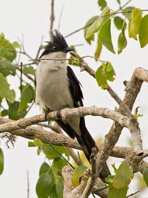 Pied Cuckoo   Sri Lanka