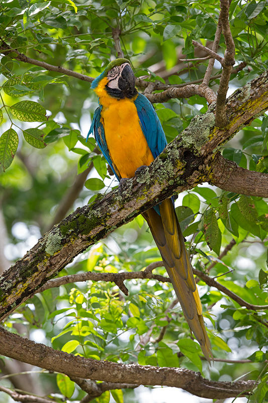 Blue and Yellow Macaw   Ille du Salut,French Guiana