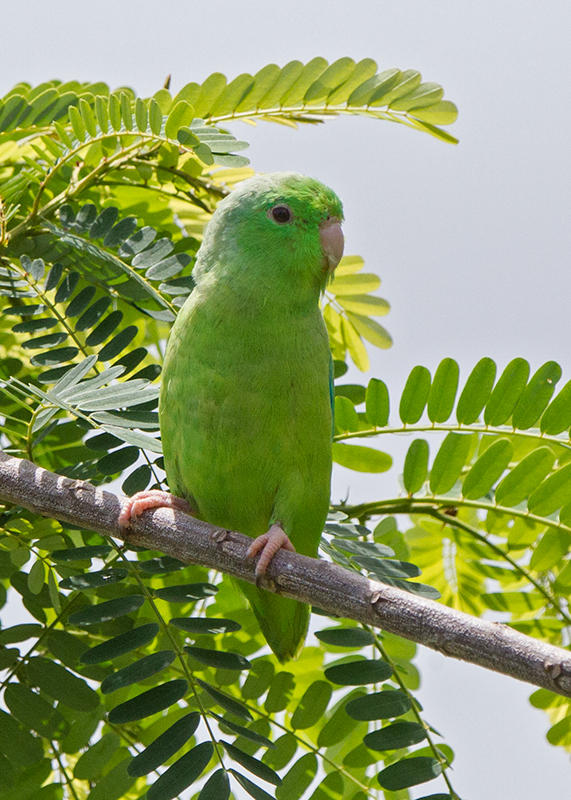 Blue Winged Parrotlet   Paratins,Brazil