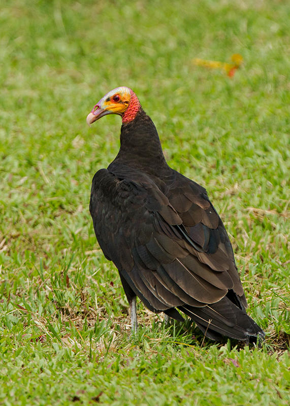 Yellow Headed Vulture   Paratins,Brazil