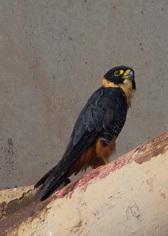 Bat Falcon   Manaus,Brazil