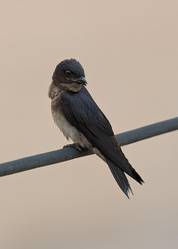 Grey Breasted Martin