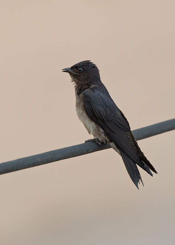 Grey Breasted Martin   Santarem,Brazil