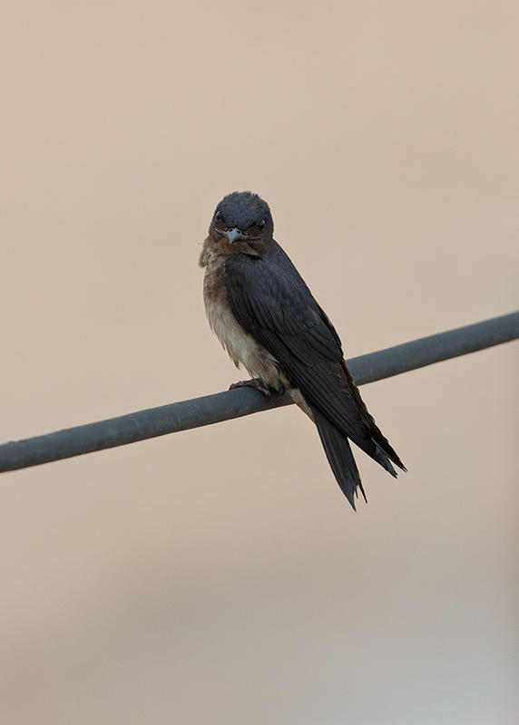 Grey Breasted Martin   Santarem,Brazil