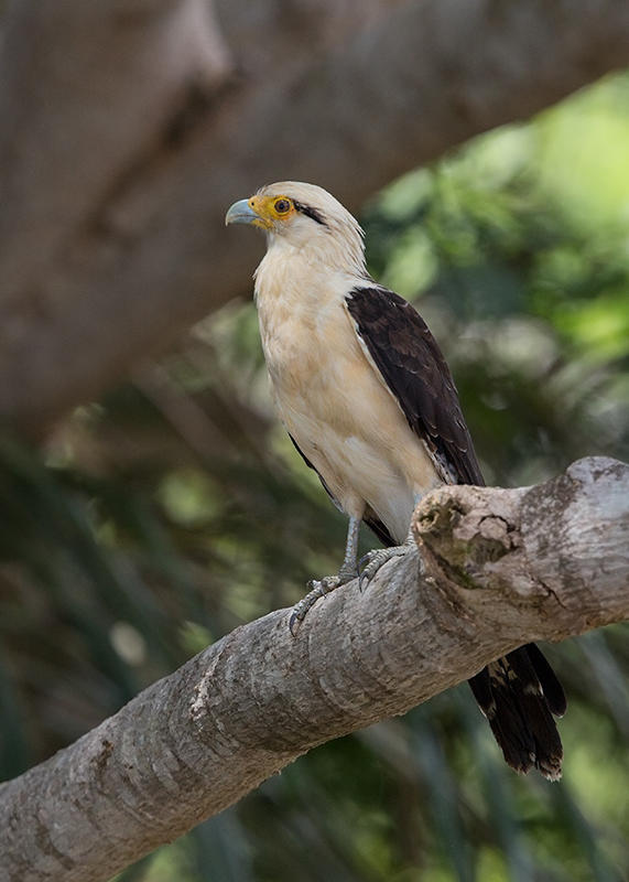 Yellow Headed Caracara