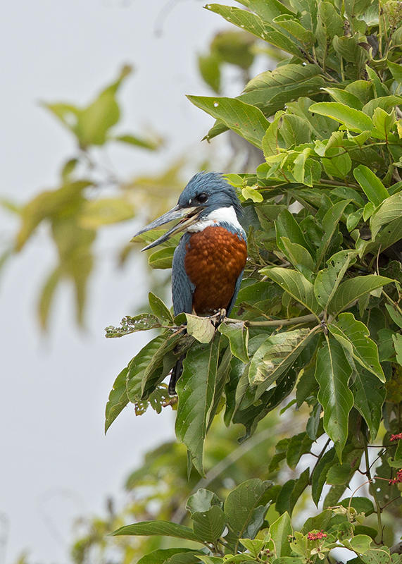 Ring Kingfisher   Lake Maica, Nr Santarem,Brazil