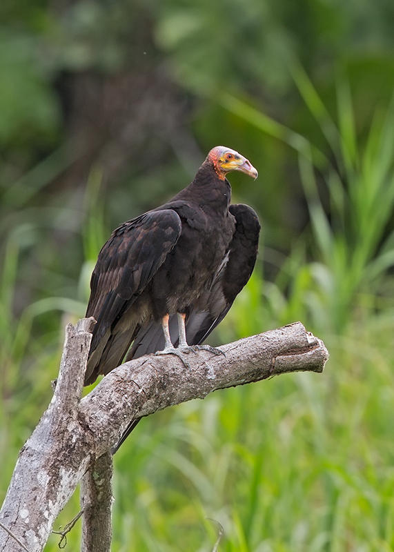 Yellow Headed Vulture