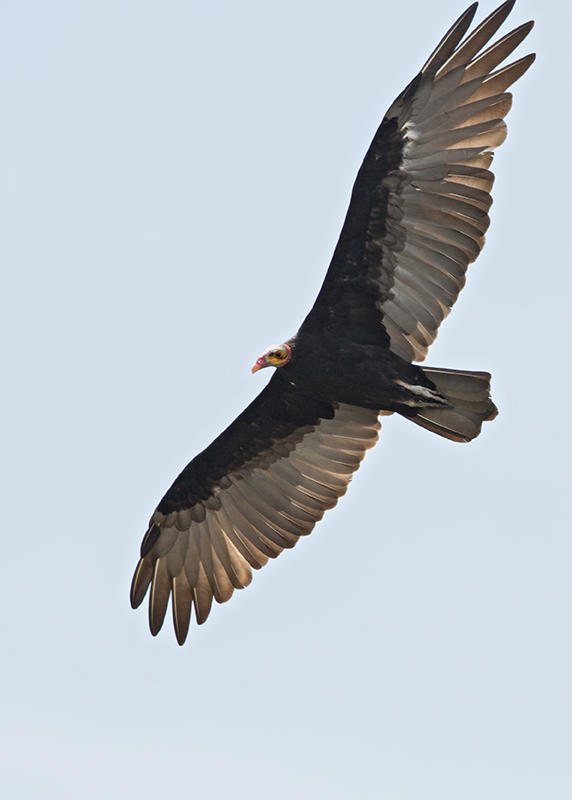 Yellow Headed Vulture   Lake Maica,Nr Santarem,Brazil