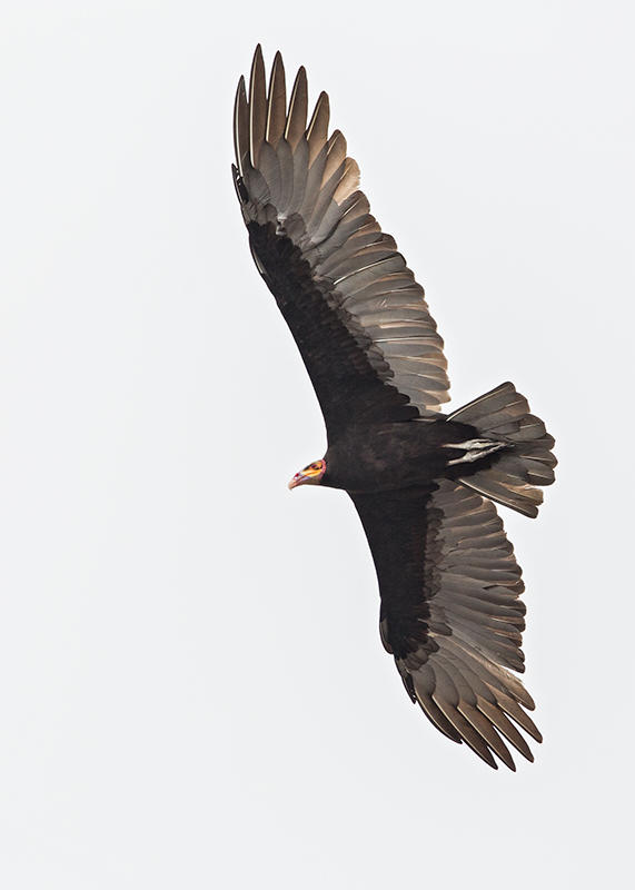 Yellow Headed Vulture   Lake Maica,Nr Santarem,Brazil