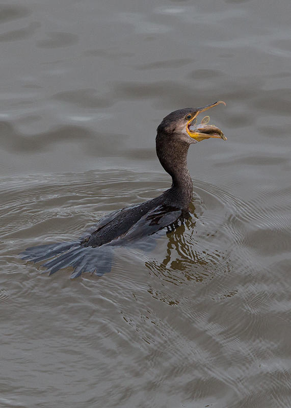 Neotropic Cormorant   Santarem,Brazil