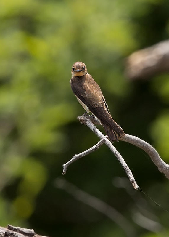 Brown Chested Martin