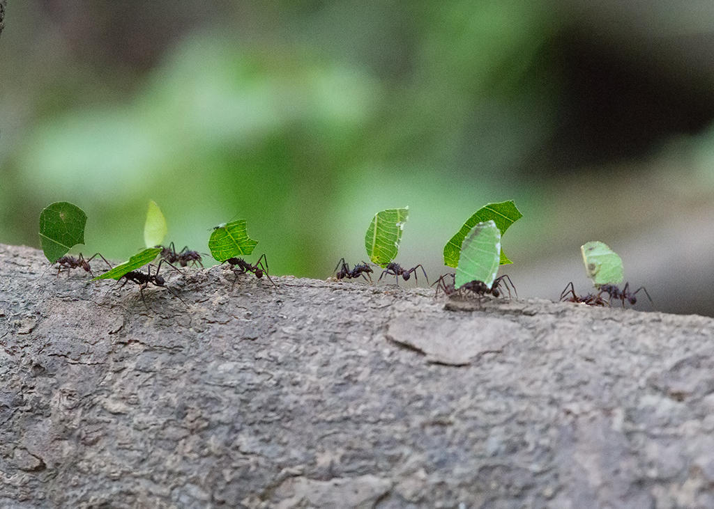 Leaf Cutter Ants   Nr Manaus,Brazil