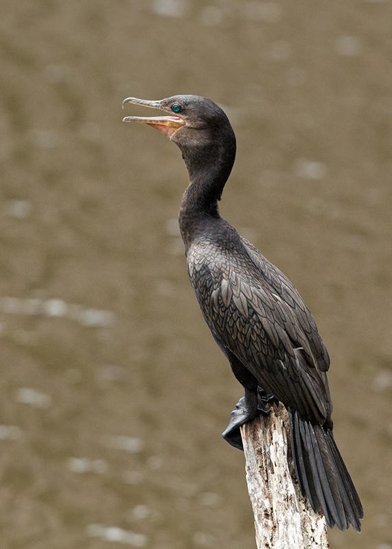 Neotropic Cormorant  nr Manaus,Brazil