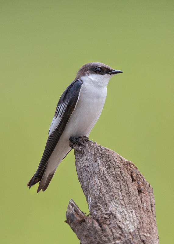 White Winged Swallow   Boca do Valeria