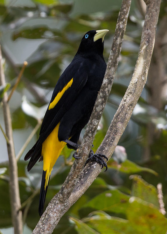 Yellow Rumped Cacique