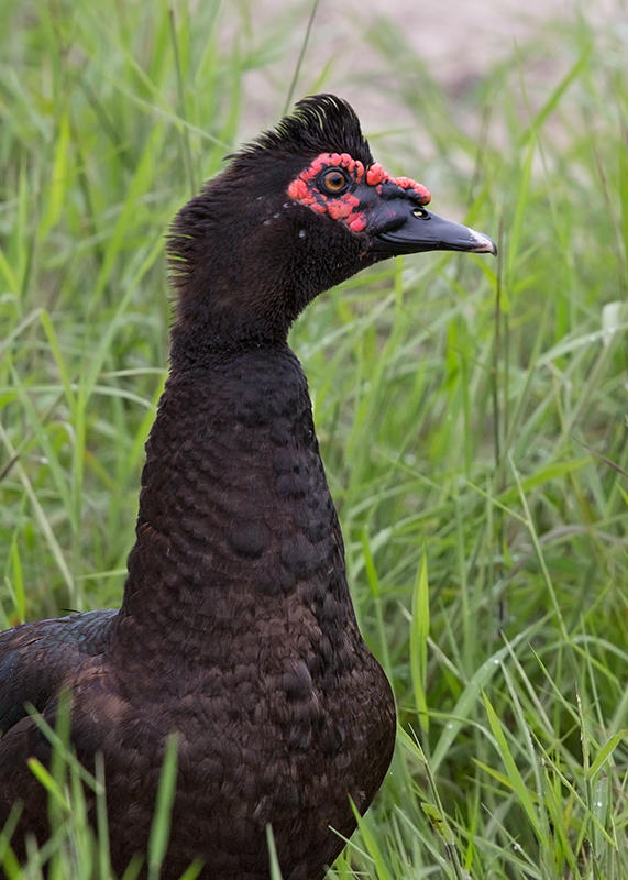 Muscovy Duck   Boca do Valeria,Brazil