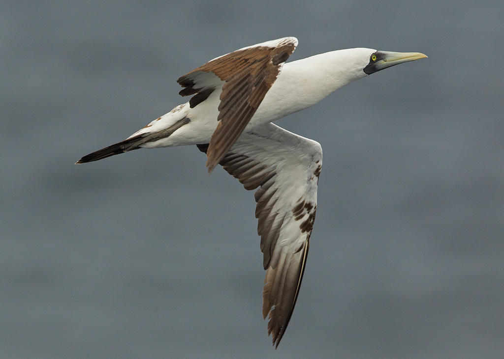 Masked Booby    North Atlantic,nr Guyana