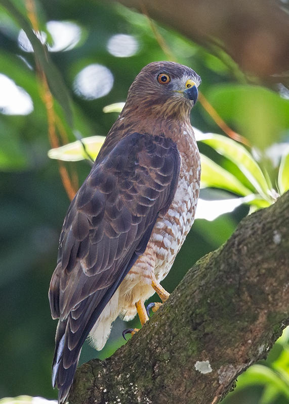 Broad Winged Hawk  St Vincent,West Indies