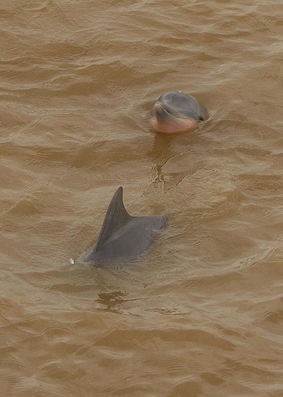 Tucuxi River Dolphin     Amazon, Brazil