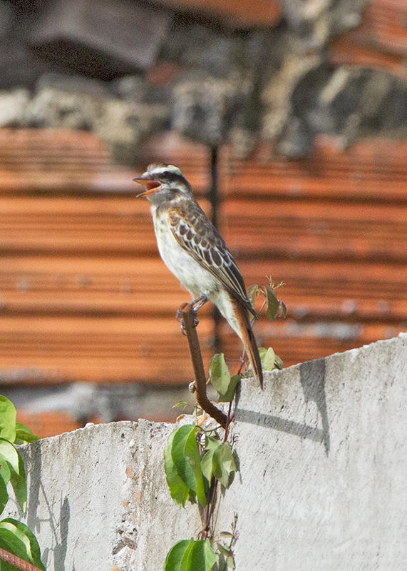 Piratic Flycatcher Parintins, Brazil