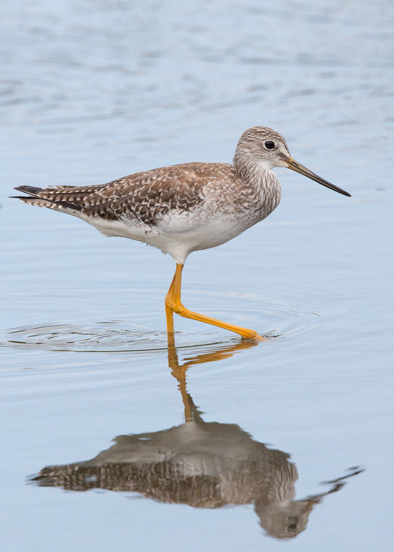 Greater Yellowlegs   Barbados,West Indies