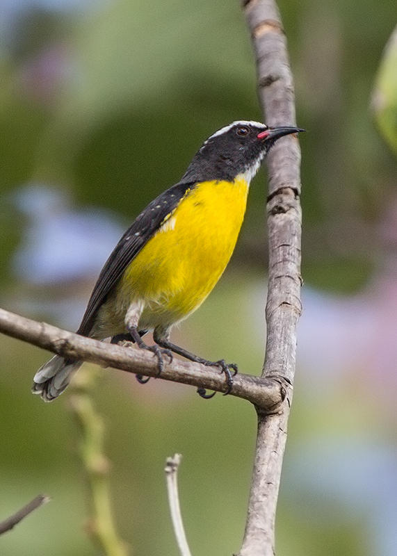 Bananaquit