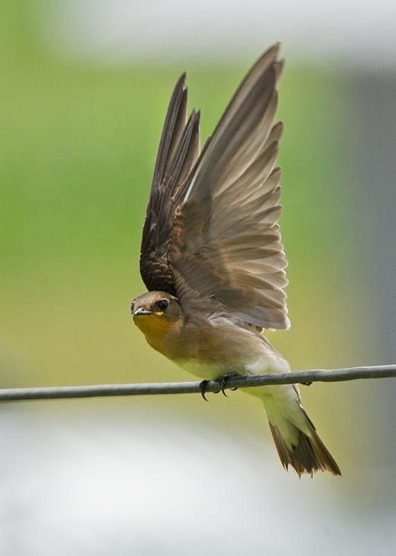 Rough Winged Swallow