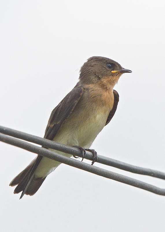 Rough Winged Swallow   Parintins,Brazil