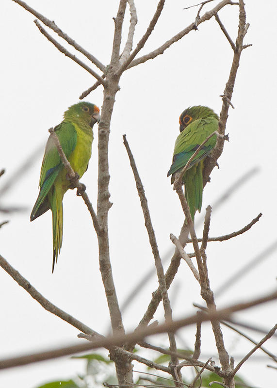 Orange Fronted Parakeet     Alter do Chao,Brazil