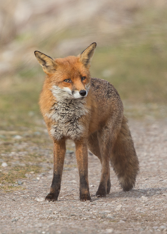 Red Fox    Wales