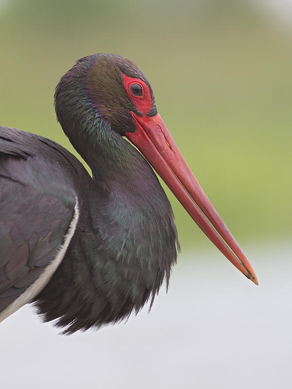 Black Stork    Hortobagy,Hungary