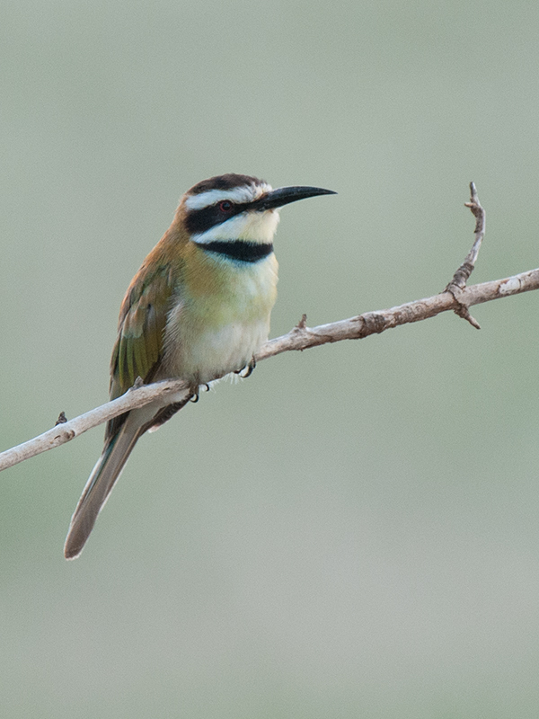 White Throated Bee Eater  Sabaki