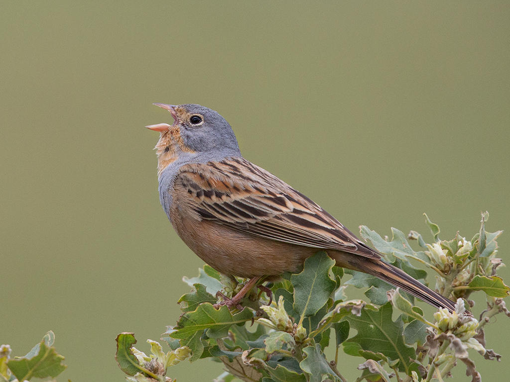 Cretzschmars Bunting   Lesvos,Greece