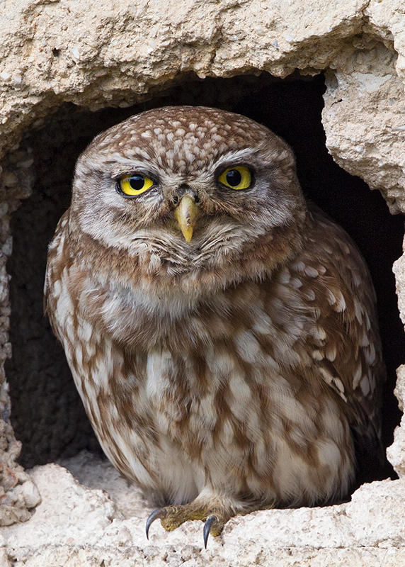 Little Owl   Lesvos,Greece