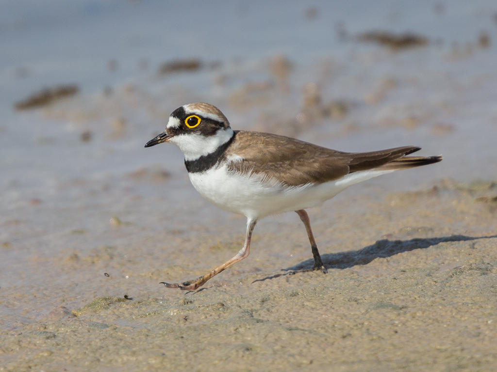 Little Ringed Plover   Conwy RSPB