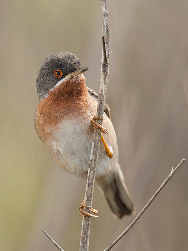 Warbler,Subalpine 