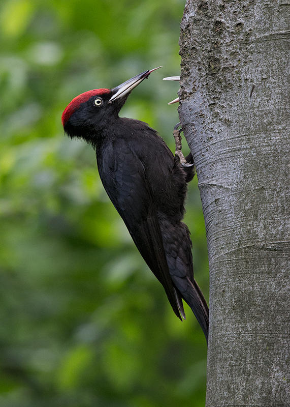 Woodpecker,Black 