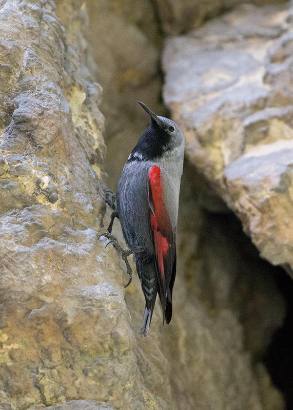 Wallcreeper   Bulgaria