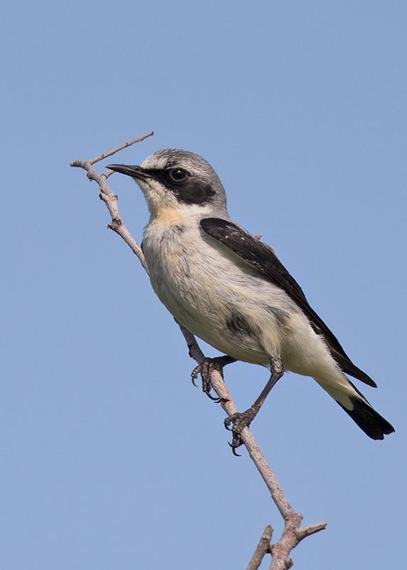 Northern Wheatear Bulgaria