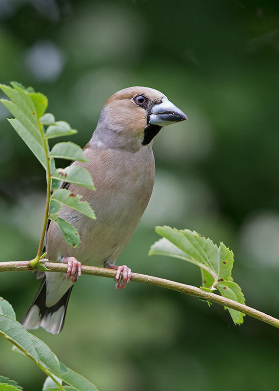 Hawfinch,female    Bulgaria