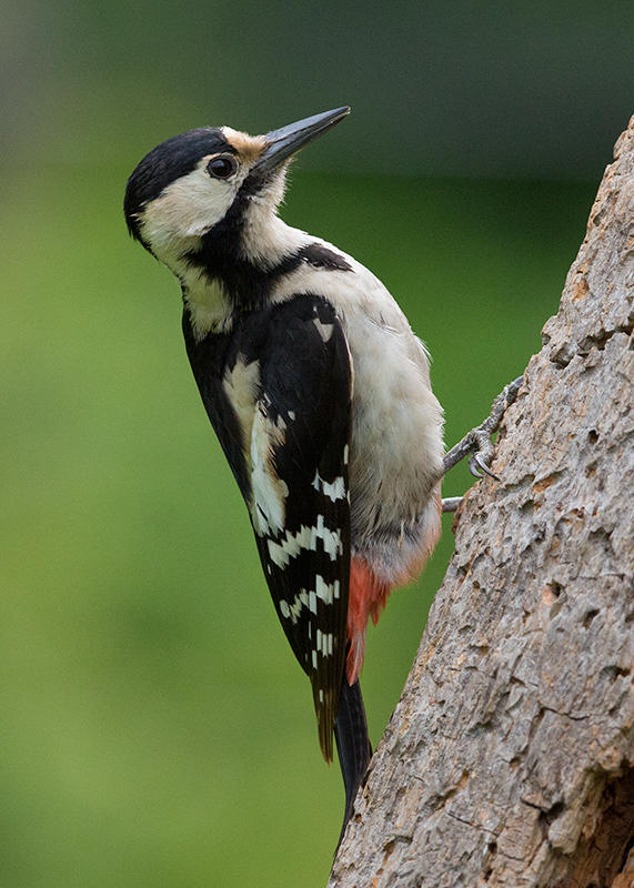 Syrian Woodpecker   Bulgaria