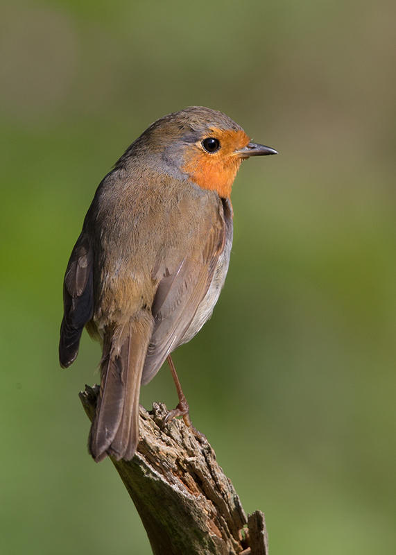 European Robin.   Wales