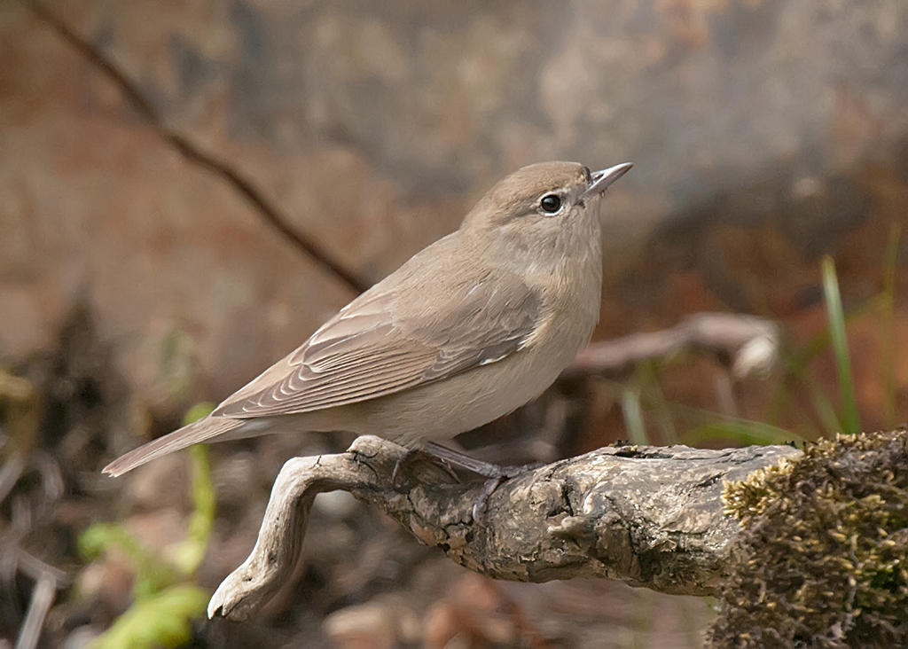 Garden Warbler  Wales