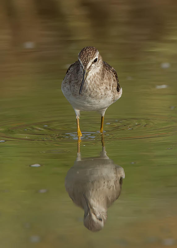 Wood Sandpiper  Gambia