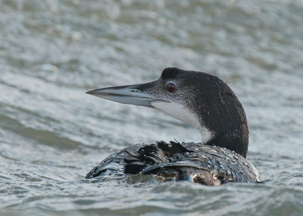 Great Northern Diver     Wales