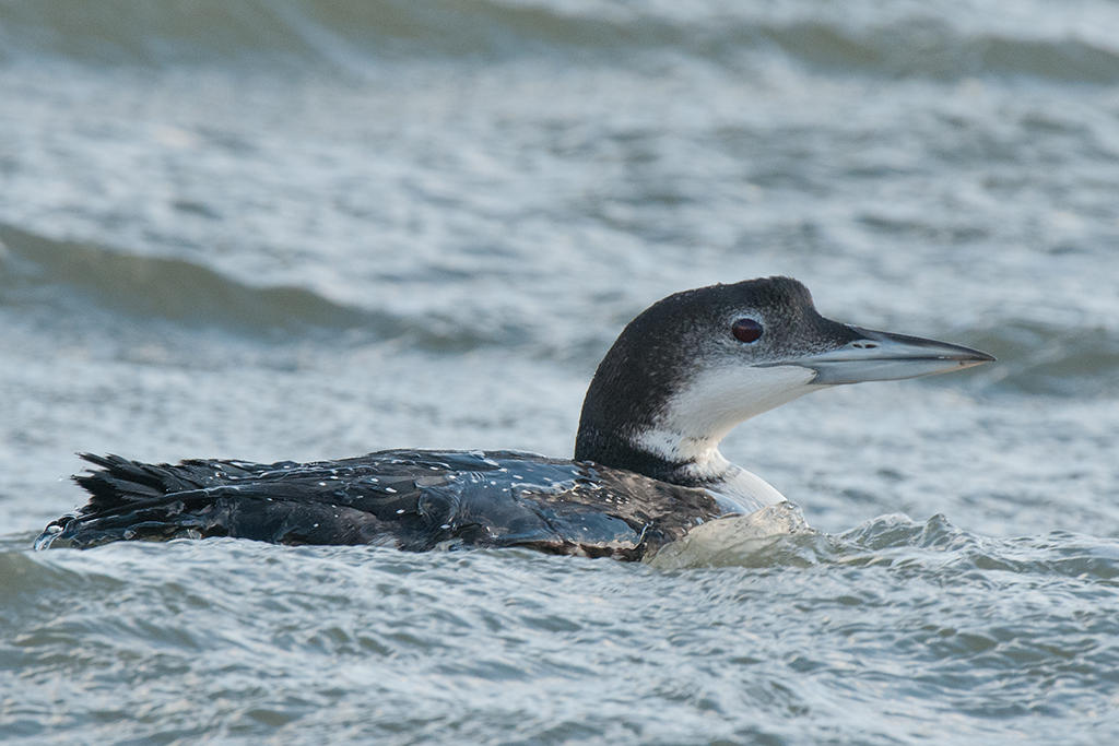 Great Northern Diver     Wales