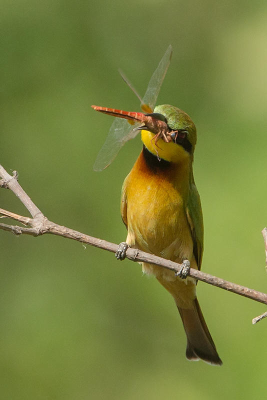 Little Bee-eater  Gambia