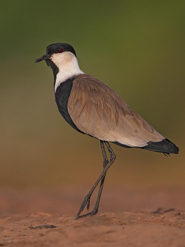 Spur-winged Lapwing    Gambia