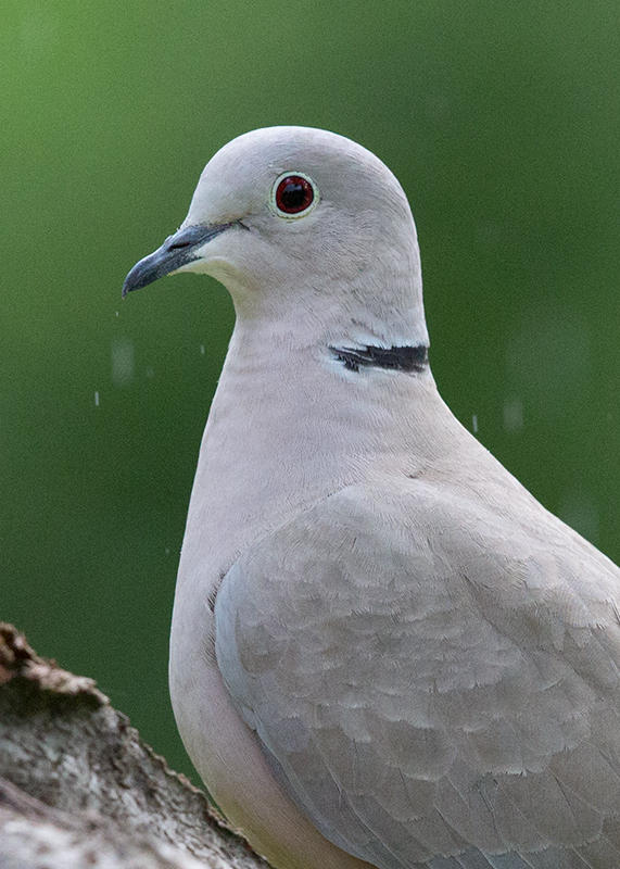 Dove,Eurasian Collared 